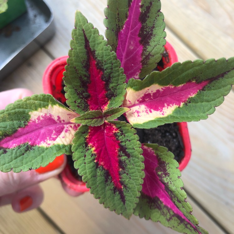 Plant image Plectranthus scutellarioides 'Ruby Road'