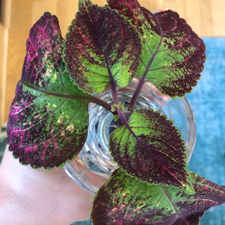 plant image 1093990