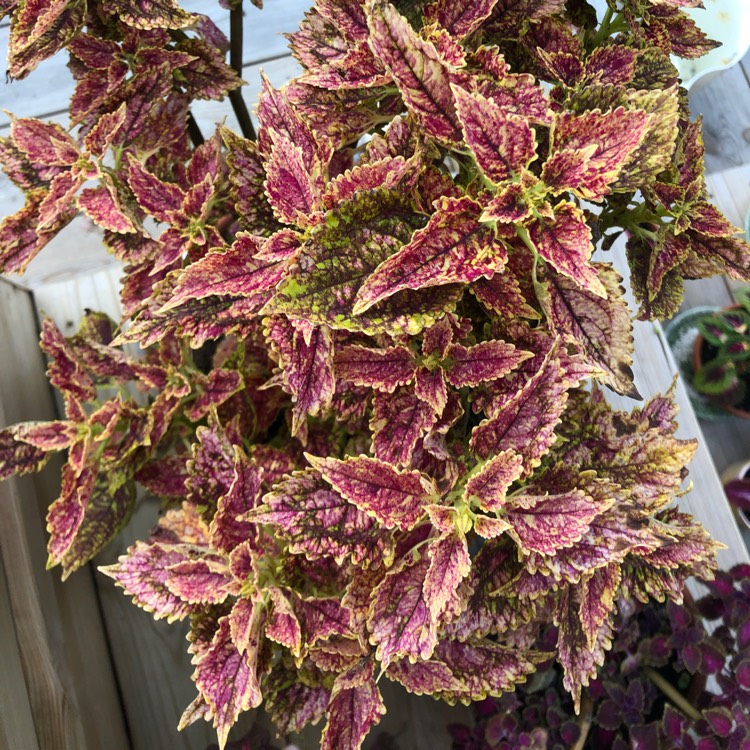 Plant image Plectranthus scutellarioides 'Pinata'