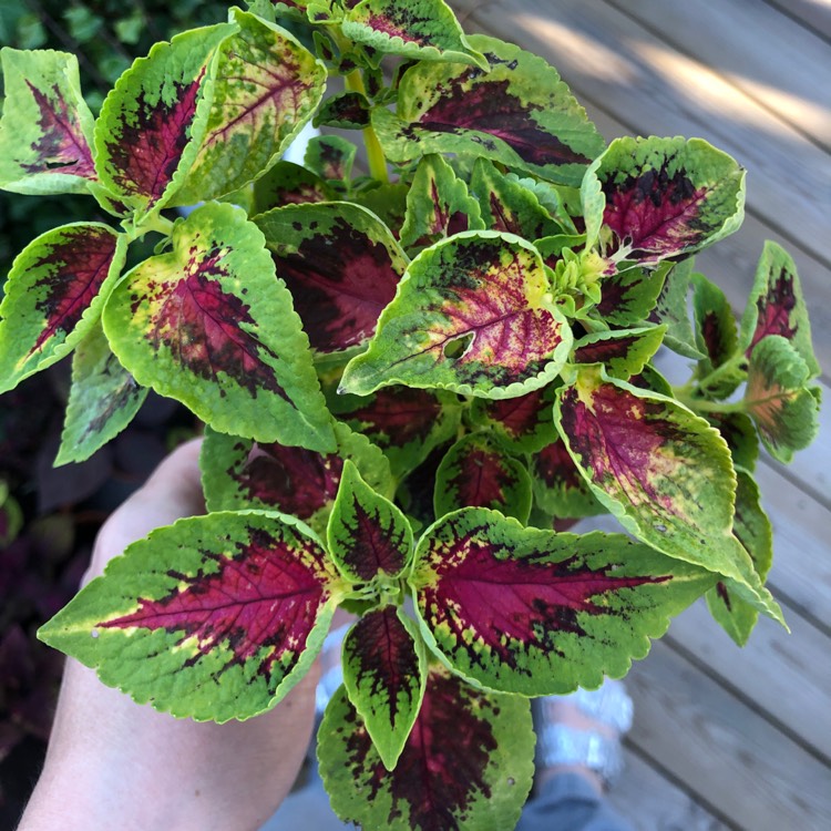 Plant image Solenostemon scutellarioides 'Premium Sun Watermelon' (Premium Sun Series)