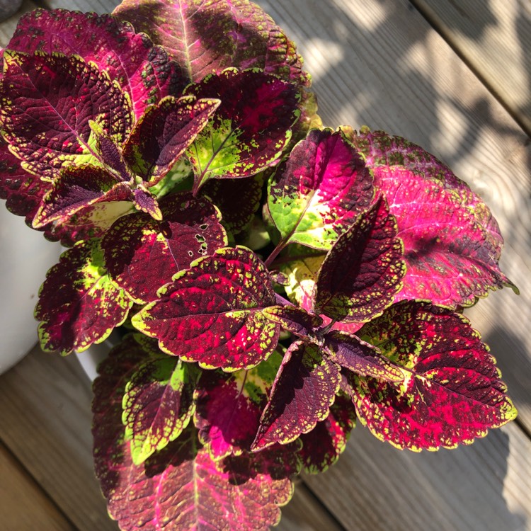 plant image 1137109