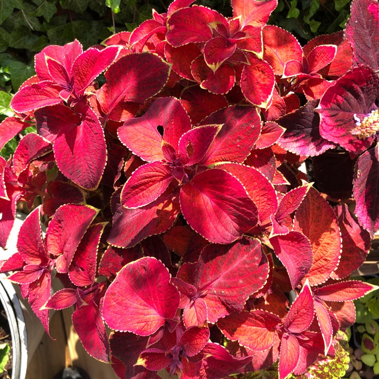 Plant image Solenostemon scutellarioides 'Pas2030' (Wizard Series) syn. Solenostemon scutellarioides 'Wizard Sunset'