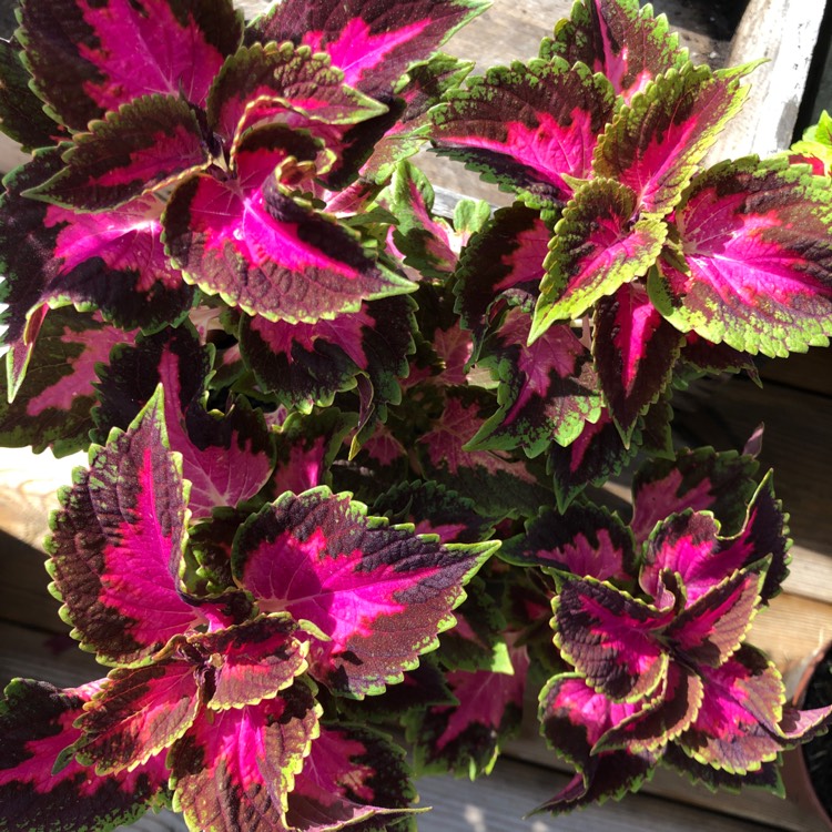 plant image 1137122