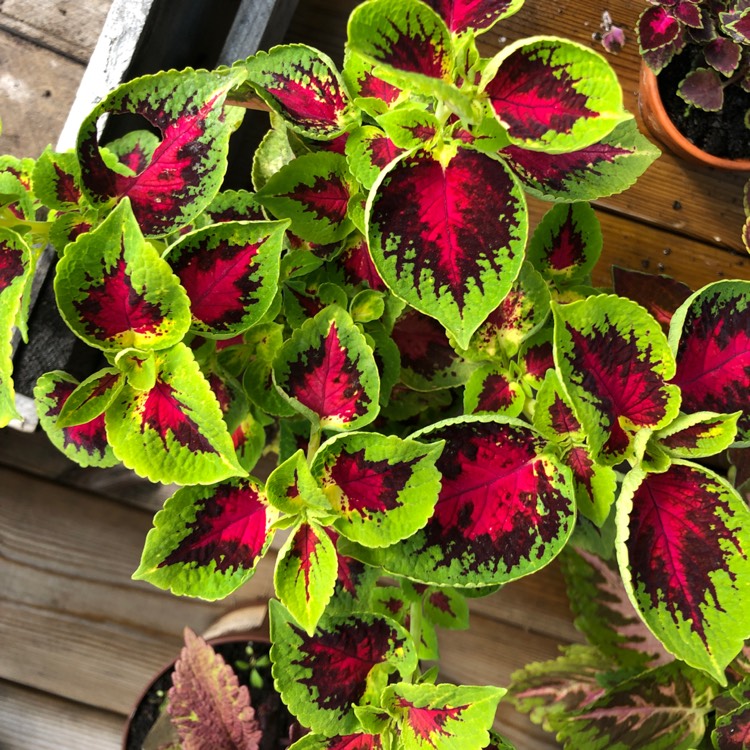Plant image Solenostemon scutellarioides 'Premium Sun Watermelon' (Premium Sun Series)