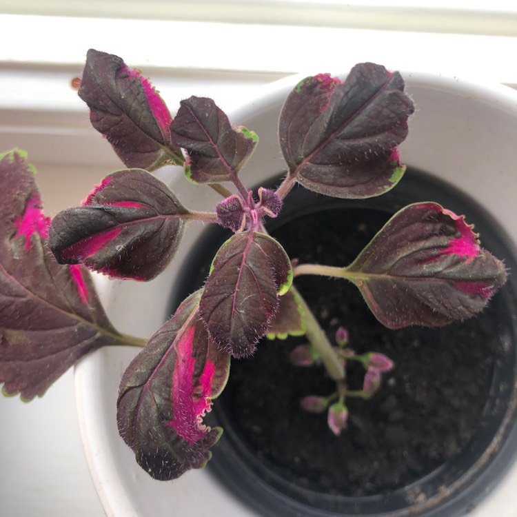 Plant image Solenostemon scutellarioides 'Meandering Linda'