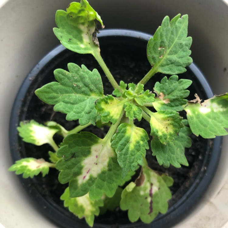 plant image 1155665
