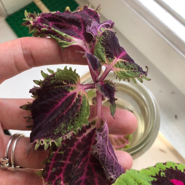 plant image 1155673