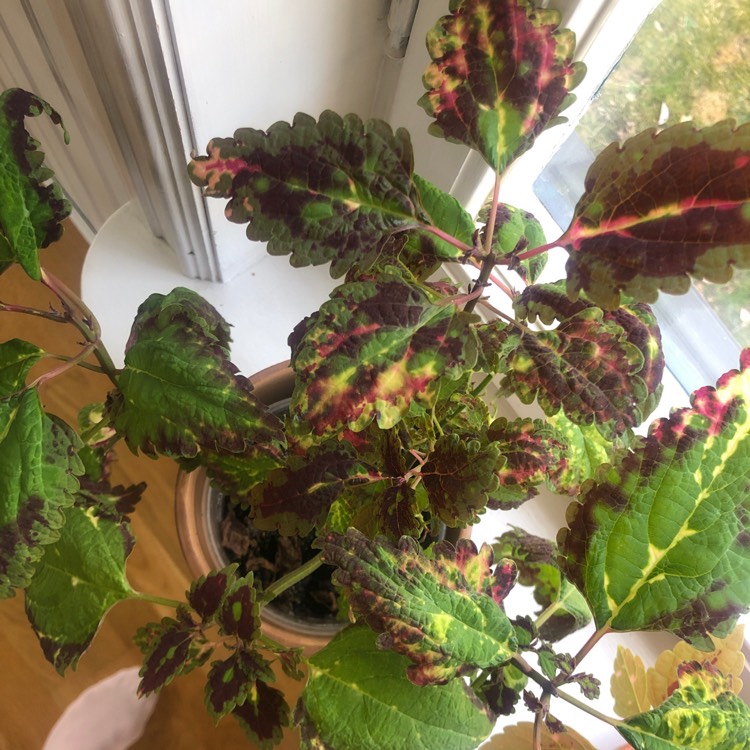 plant image 1251256