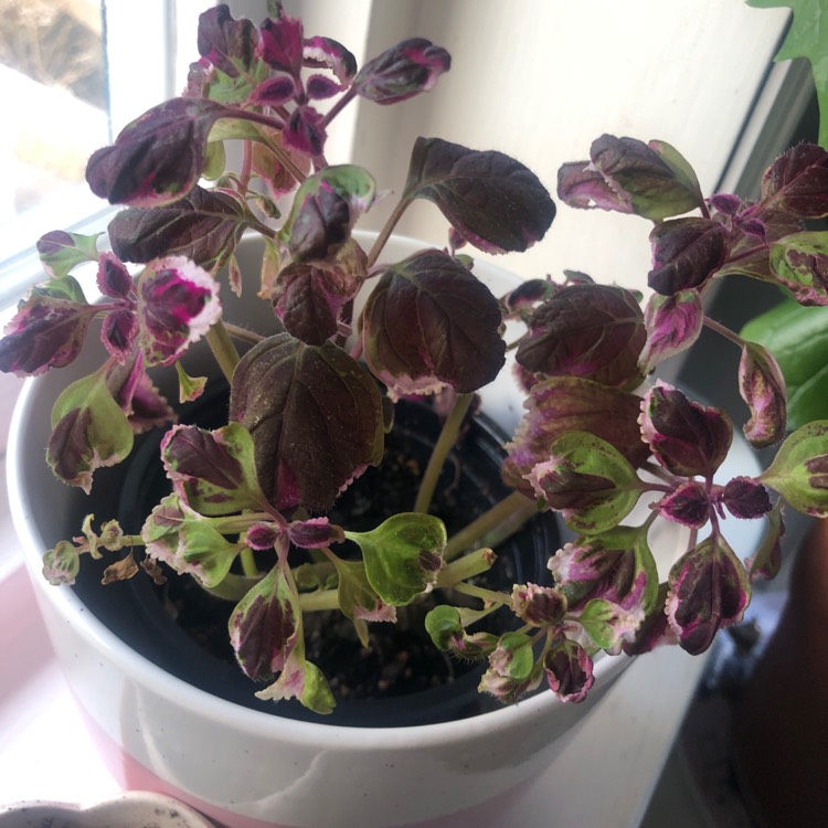 plant image 1251261