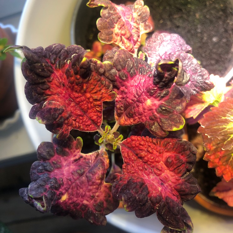 plant image 1251266