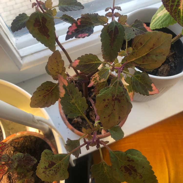 plant image 1251270