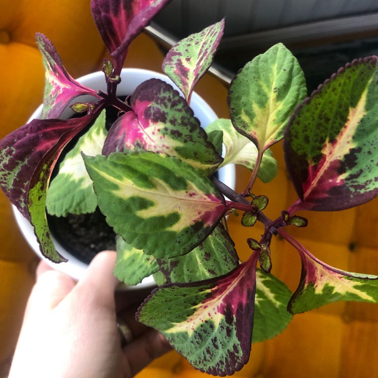 plant image 1251271