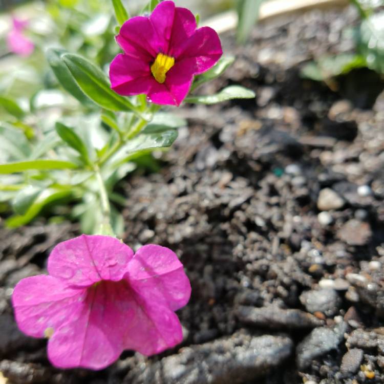 Plant image Calibrachoa 'Noa Dark Pink Carnival'