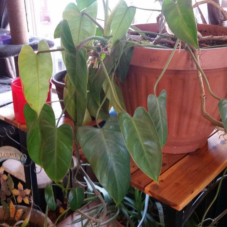 Plant image Philodendron erubescens 'Red Emerald'