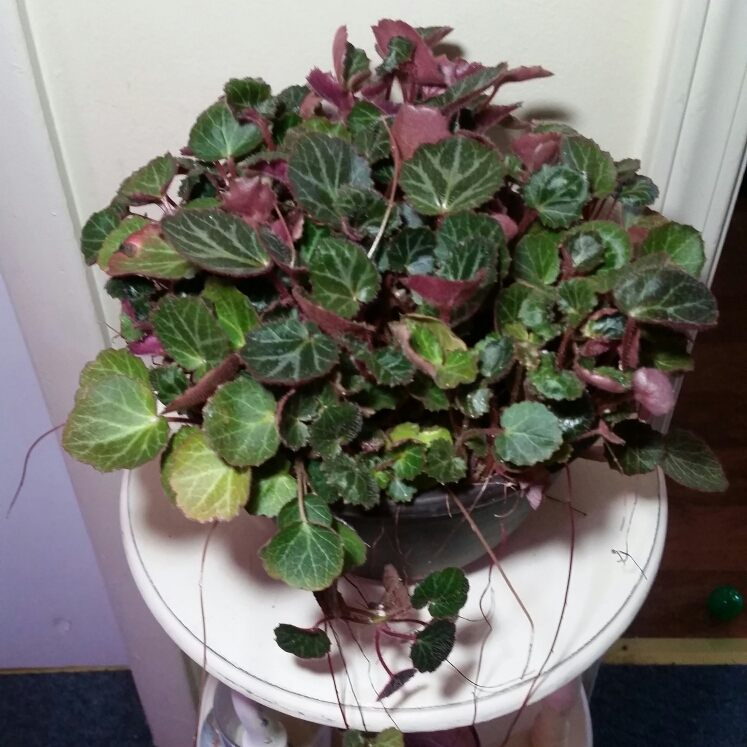 Plant image Saxifraga stolonifera 'Maroon Beauty'