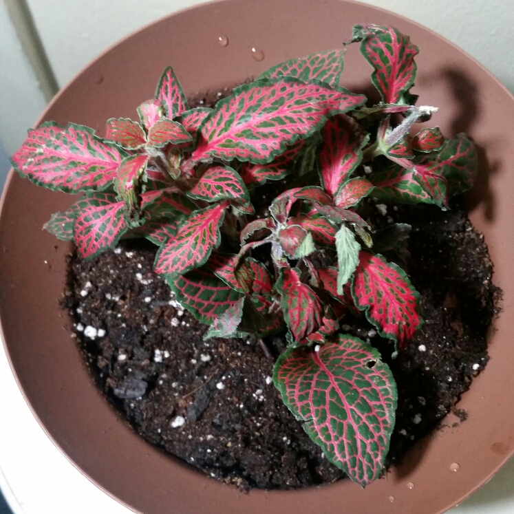 Plant image Fittonia agyroneura 'Mini Red Vein'