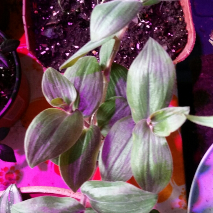 Plant image Tradescantia chrysophylla 'Baby Bunny Bellies'