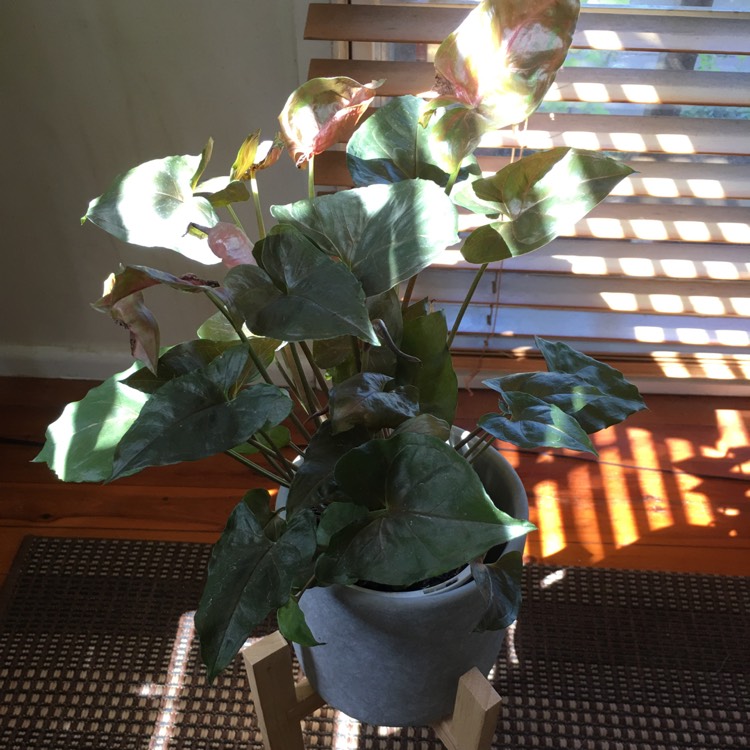 Plant image Syngonium podophyllum 'Bronze'