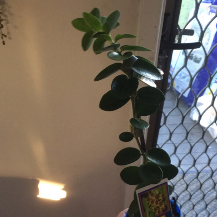 Plant image Hoya cummingiana