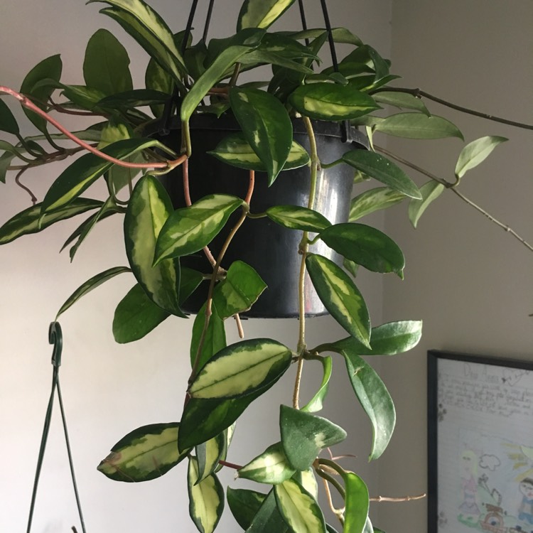 plant image 1066126