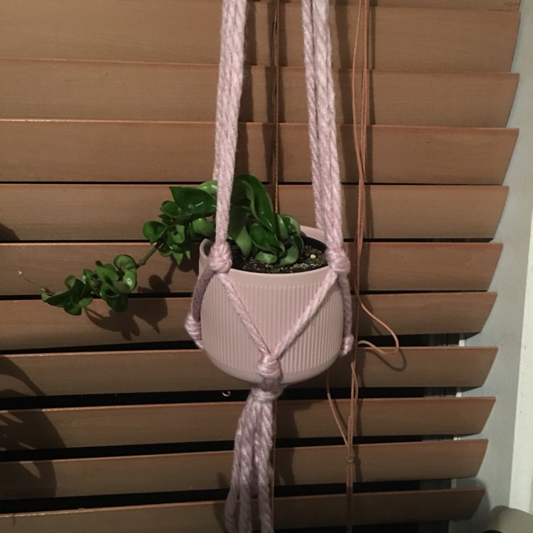 plant image 1066280