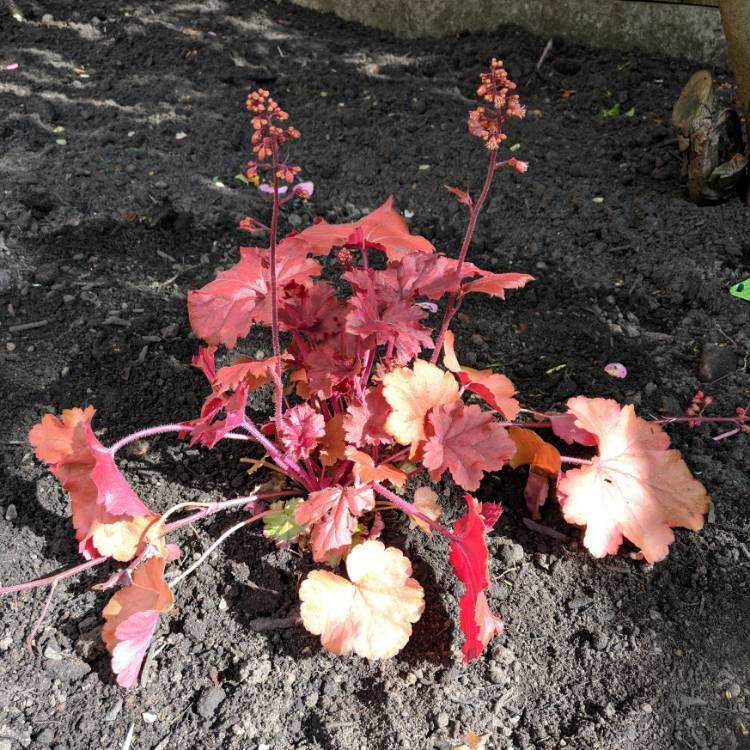 Plant image Heuchera 'Cherry Cola'