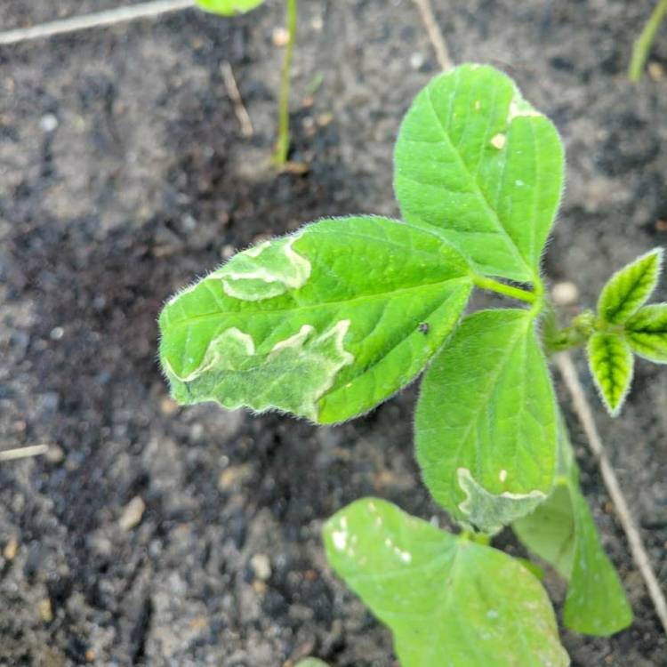 Plant image Glycine max