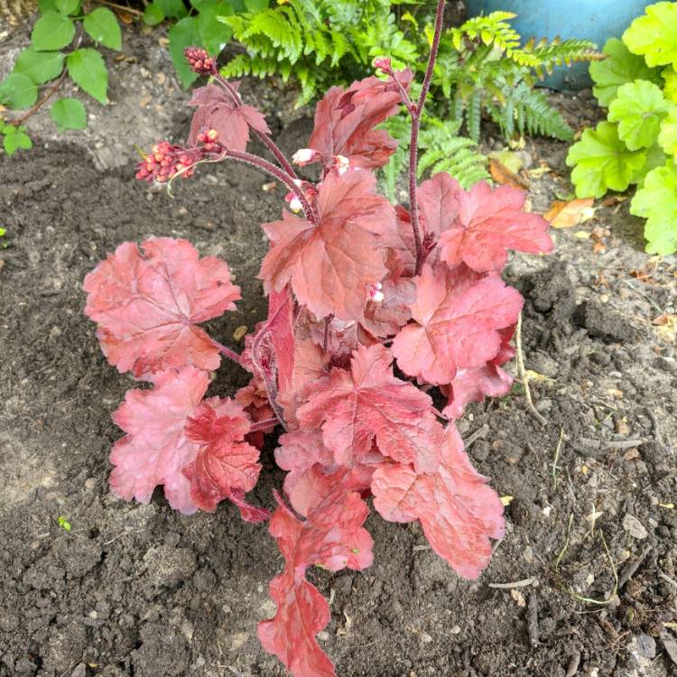 Plant image Heuchera 'Fire Chief'