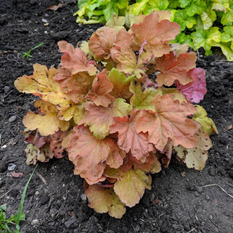 Plant image Heuchera 'Caramel'