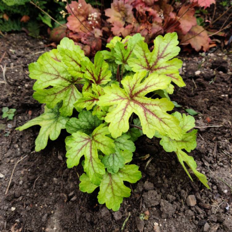 Plant image x Heucherella 'Alabama Sunrise'