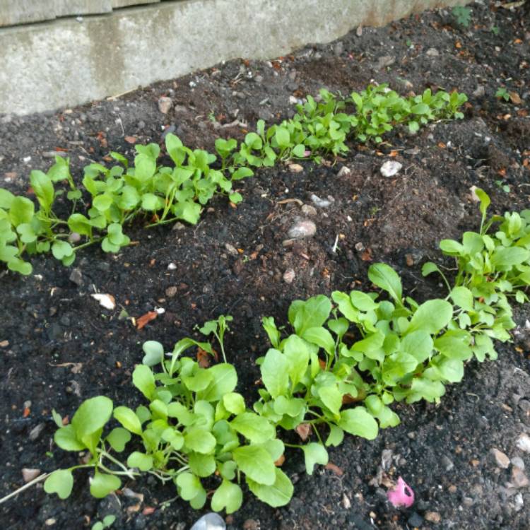 plant image 401332