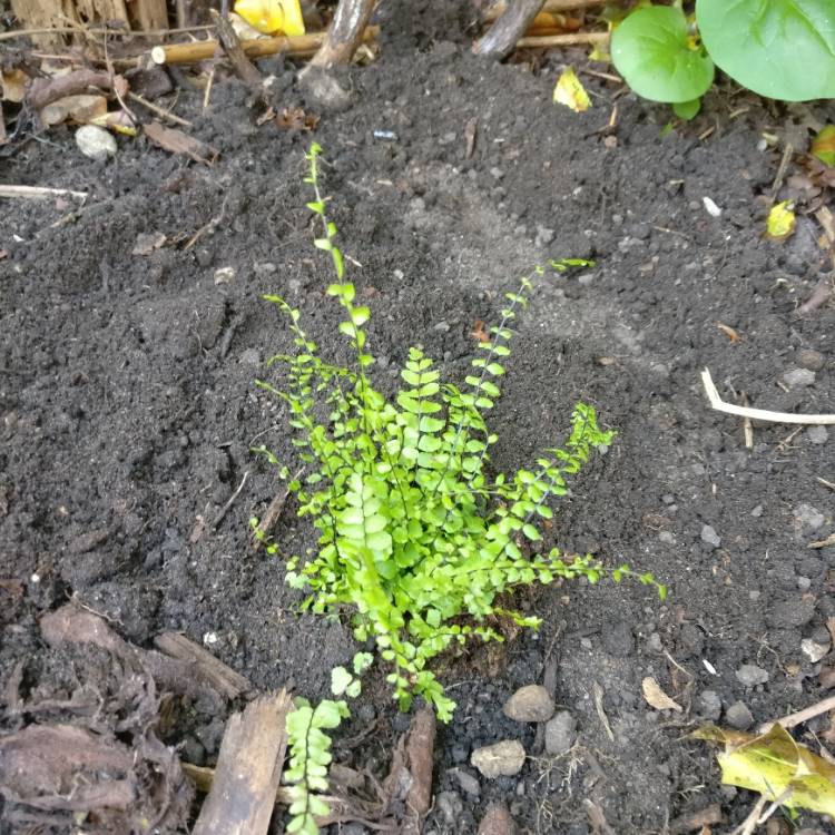 Plant image Asplenium trichomanes