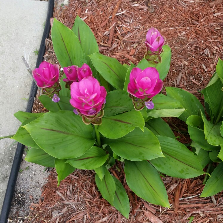 plant image 113029