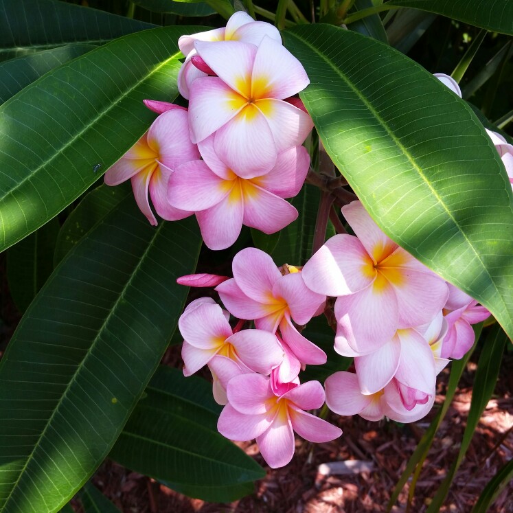 Hidden-lily