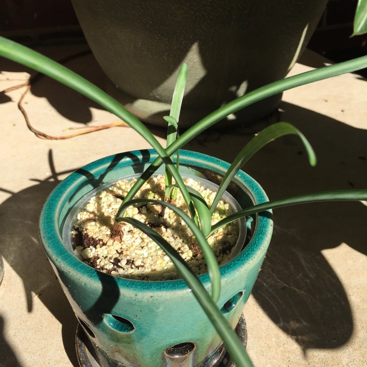 Plant image Pecteilis radiata syn.Habenaria radiata