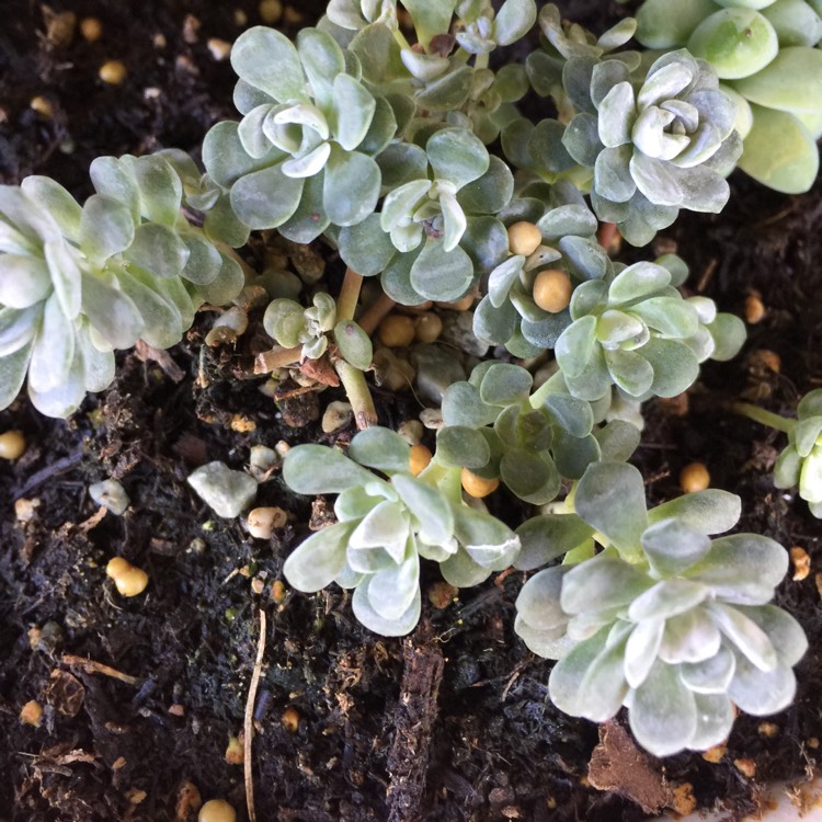 Plant image Orostachys