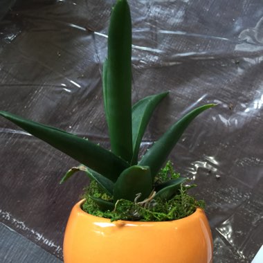 Aloe 'Black Gem'