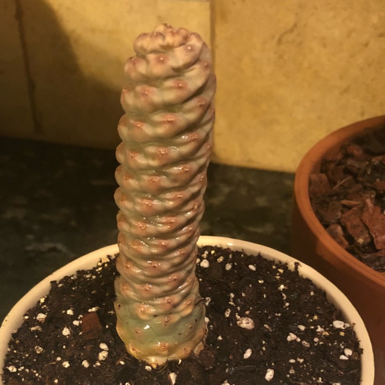 Plant image Tephrocactus articulatus 'Strobiliformis' syn. Tephrocactus articulatus var. strobiliformis