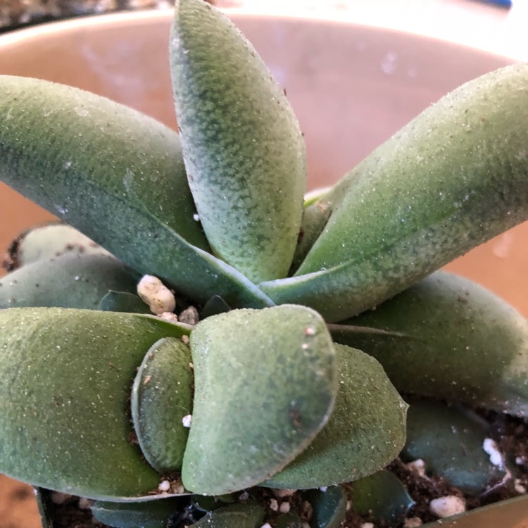 Plant image Gasteria Glomerata