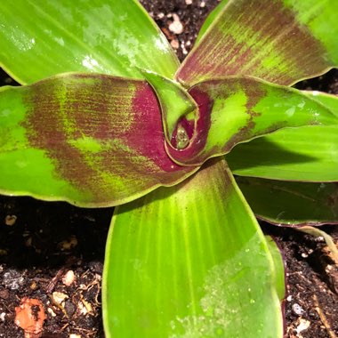 Callisia Fragrans