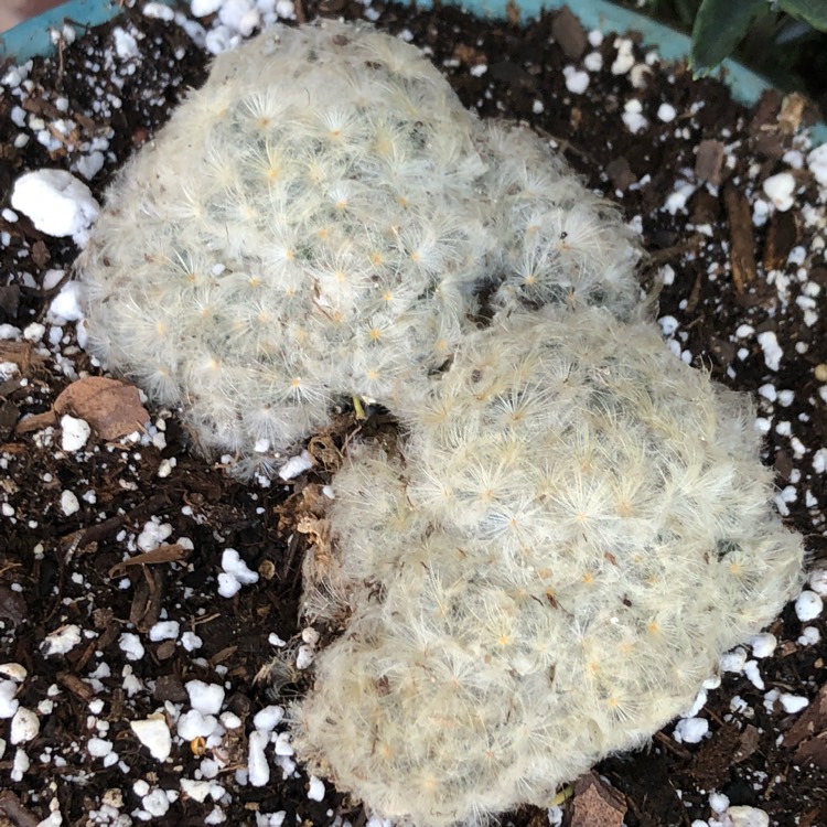 Plant image Mammillaria plumosa