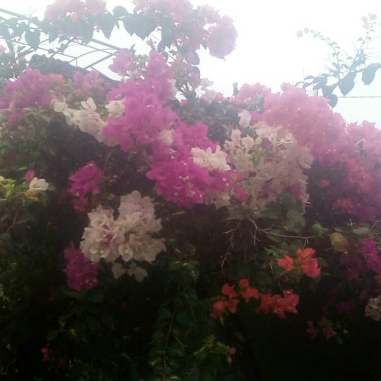 Plant image Bougainvillea spectabilis