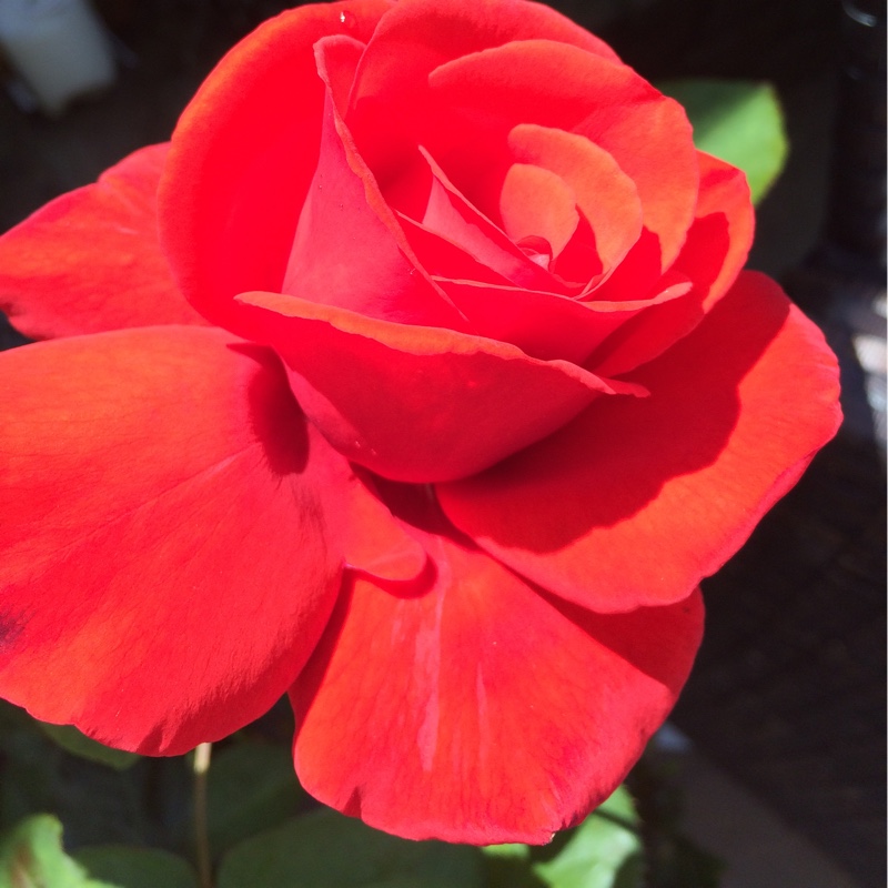 Plant image Rosa 'The Prince's Trust Harholding'