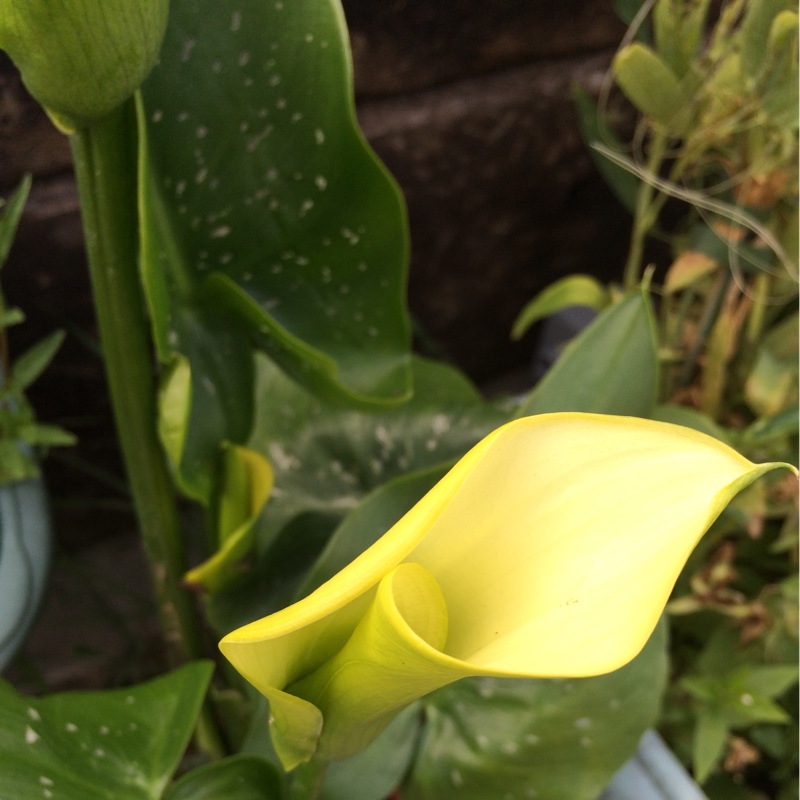 Andrea's garden