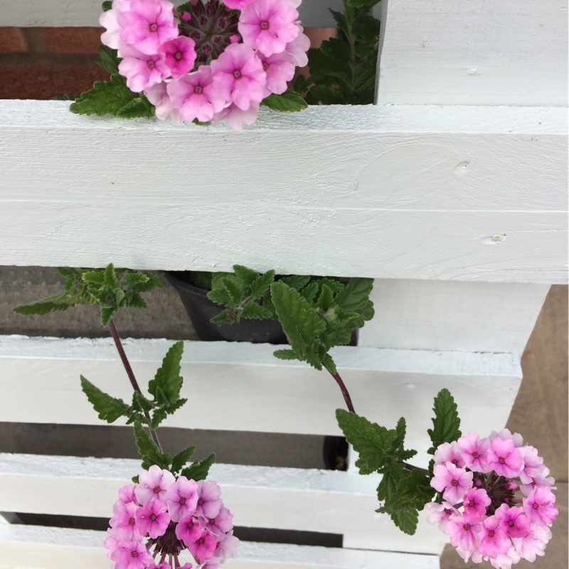 Andrea's garden