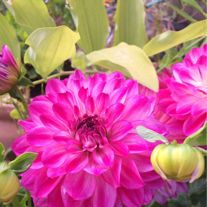 Andrea's garden