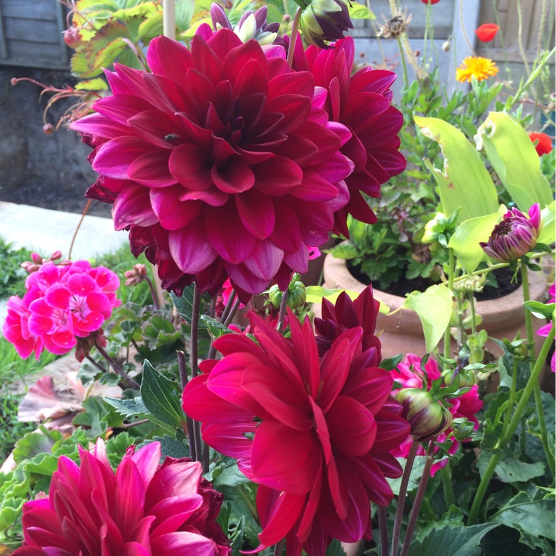 Andrea's garden