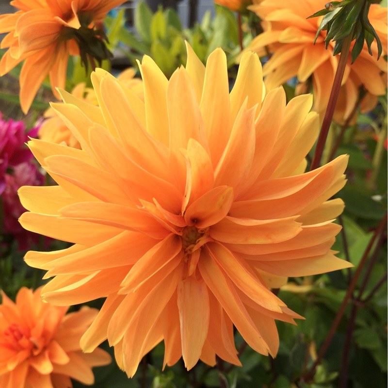 Andrea's garden