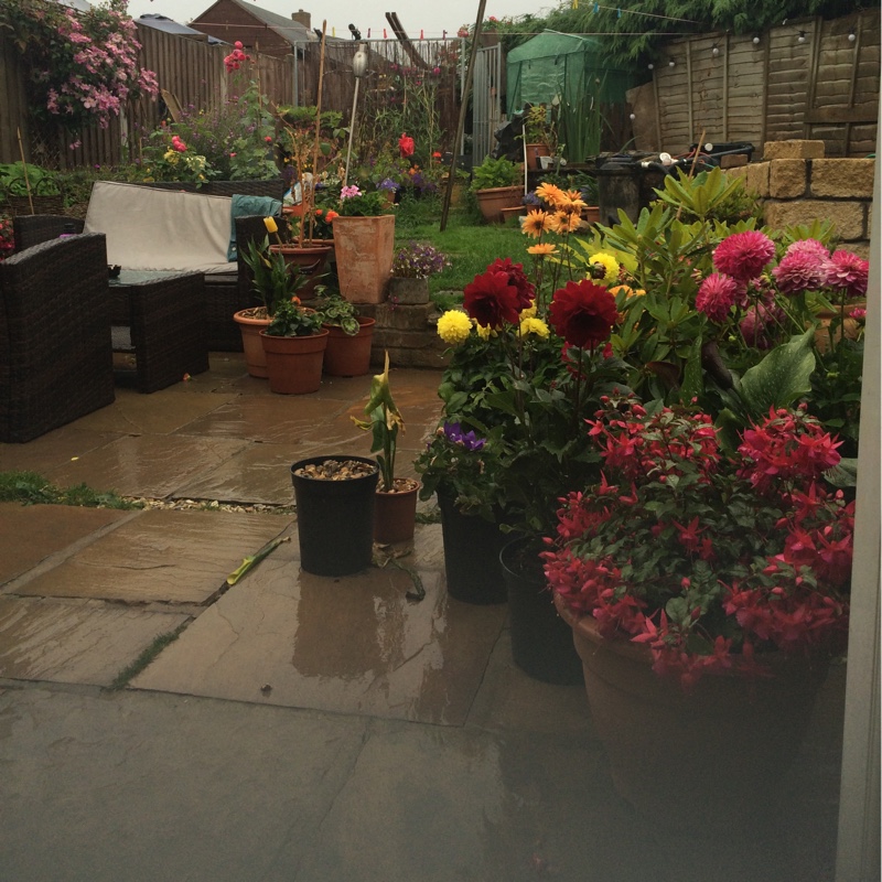 Andrea's garden