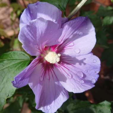 Hibiscus syriacus 'Oiseau Bleu' syn. Hibiscus syriacus 'Blue Bird'